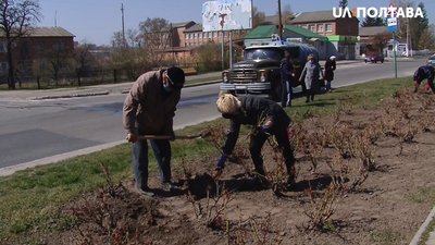 1000 троянд висадили у селищі на Полтавщині 1000 троянд висадили у селищі на Полтавщині