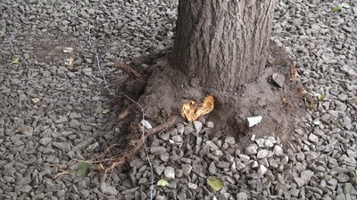 У Житомирі на Театральній дерева, яким підрубали коріння під час будівельних робіт, можуть загинути У Житомирі на Театральній дерева, яким підрубали коріння під час будівельних робіт, можуть загинути