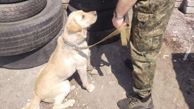 На автовокзалі Дніпра пес патрульних виявив запал від гранати