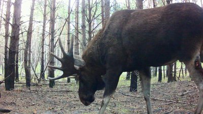 Переходить на "зимове меню": фотопастка у Природному заповіднику "Древлянський" зафіксувала лося європейського