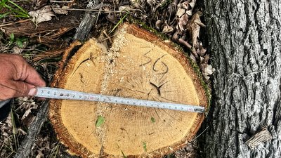 На Полтавщині працівника лісу підозрюють у службовій недбалості через порубку дубів