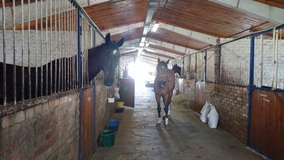Як пережили бойові дії спортивні коні із Сумського району Як пережили бойові дії спортивні коні із Сумського району