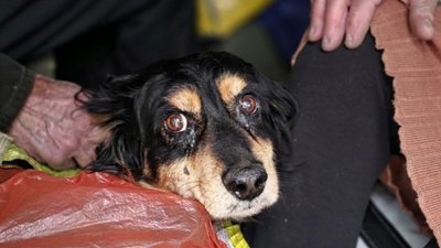 З Біленького евакуювали пса Бобіка та його власників