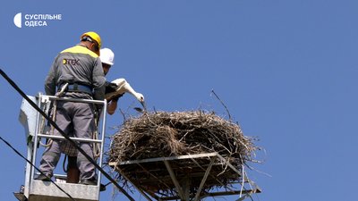 Аби відстежувати у різних куточках світу: на Одещині кільцювали білих лелек Аби відстежувати у різних куточках світу: на Одещині кільцювали білих лелек