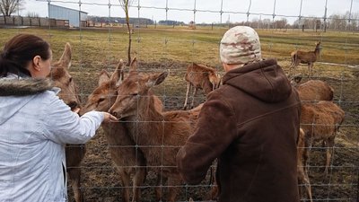 У селі Козацьке на Сумщині розводять оленів і ланей