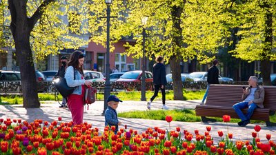На вулицях та площах Ужгорода цвітуть близько 30 тисяч тюльпанів На вулицях та площах Ужгорода цвітуть близько 30 тисяч тюльпанів