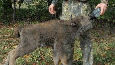 Вінницькі лісівники збільшують чисельність зубрів Вінницькі лісівники збільшують чисельність зубрів