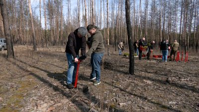 Саджанці сосни дерева Лиманський лісгосп Національний природній парк "Святі гори" Донеччина