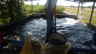 Зариблення Дніпра на Херсонщині: за день випустили у водойму 180 тисяч мальків стерляді Зариблення Дніпра на Херсонщині: за день випустили у водойму 180 тисяч мальків стерляді