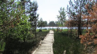 Пуща Радзівіла: на Рівненщині створять ще один національний природний парк