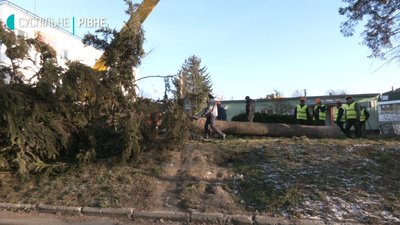Ялинку для Рівного вперше зрізали у самому місті Ялинку для Рівного вперше зрізали у самому місті