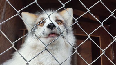 "Це дуже активна тварина, вона вам рознесе всю квартиру": вінничанка взяла додому під опіку п'ятьох лисиць "Це дуже активна тварина, вона вам рознесе всю квартиру": вінничанка взяла додому під опіку п'ятьох лисиць