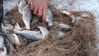 Рибпатрульні Миколаївщини викрили два порушення на понад 32 тисячі гривень Рибпатрульні Миколаївщини викрили два порушення на понад 32 тисячі гривень