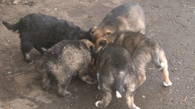 П'ятеро півторамісячних цуценят шукають люблячих господарів. П'ятеро півторамісячних цуценят шукають люблячих господарів.