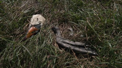 Вбили і випатрали: поліція шукає, хто вполював лебедів, які 7 років жили на ставку у Новому Білоусі