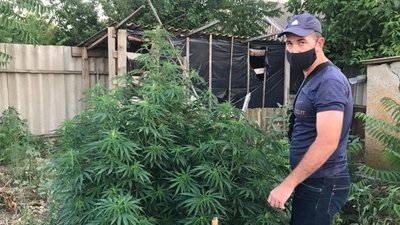 Майже 400 кущів серед городини. На Дніпропетровщини поліцейські виявили дві ділянки конопель