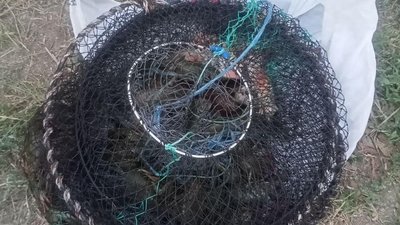 Раки в ятері