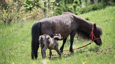 У родині мініатюрних коней Озі та Лора у харківському екопарку — поповнення У родині мініатюрних коней Озі та Лора у харківському екопарку — поповнення