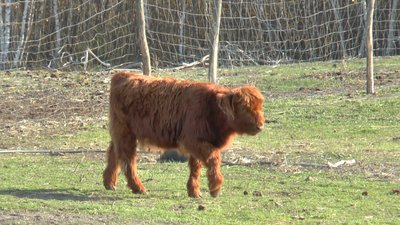 Шотландське високогірне теля Шотландське високогірне теля