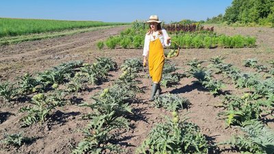 Екзотична рослина: на Житомирщині фермерка Олена Панчук вирощує артишок Екзотична рослина: на Житомирщині фермерка Олена Панчук вирощує артишок