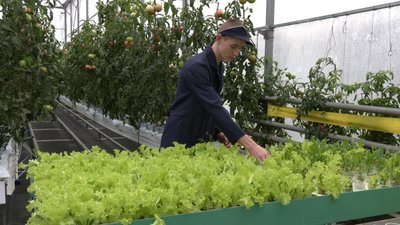 Владислав Заворотний оглядає у теплиці закріплену за ним ділянку салату листового, листопада 2023, Хмельницький Владислав Заворотний оглядає у теплиці закріплену за ним ділянку салату листового, листопада 2023, Хмельницький