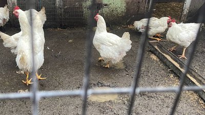 Миколаївський центр соціальної реабілітації. Як живуть люди