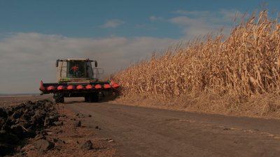 Жнива кукурудзи на Вінниччині: який врожай цьогоріч Жнива кукурудзи на Вінниччині: який врожай цьогоріч