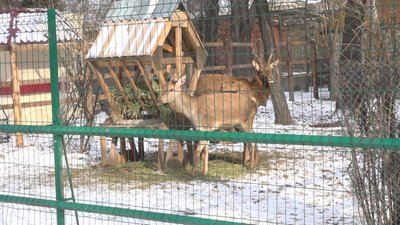 Як зимують тварини в Одеського зоопарку Як зимують тварини в Одеського зоопарку