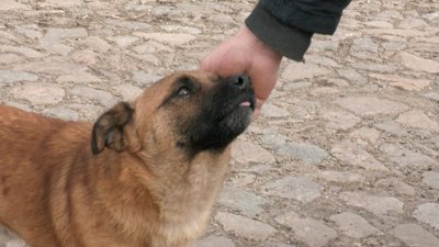 Зооволонтери, волонтери допомагають тваринам, тварини на прифронтових територіях, Стас Франк допомагає тваринам в Оріхові Зооволонтери, волонтери допомагають тваринам, тварини на прифронтових територіях, Стас Франк допомагає тваринам в Оріхові