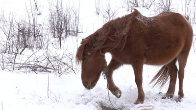 У морози і заметіль, без сіна і води. Прикарпатець вигнав коней жити у поле У морози і заметіль, без сіна і води. Прикарпатець вигнав коней жити у поле