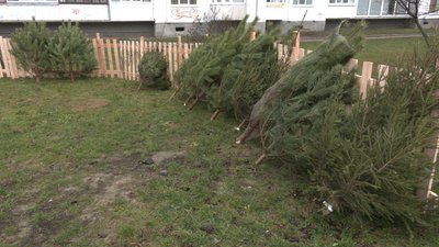 У Луцьку запрацювали ялинкові ярмарки. Скільки коштують новорічні дерева У Луцьку запрацювали ялинкові ярмарки. Скільки коштують новорічні дерева
