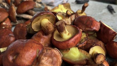 Гриби продають на Хмельницькому центральному ринку