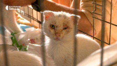 600 котів та 6 собак в Одесі