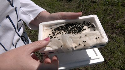 Волинянка Галина Коробко вирощує спаржу Волинянка Галина Коробко вирощує спаржу