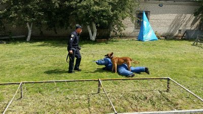 Показали волинських собак-поліцейських, які можуть шукати 10 видів наркотиків Показали волинських собак-поліцейських, які можуть шукати 10 видів наркотиків