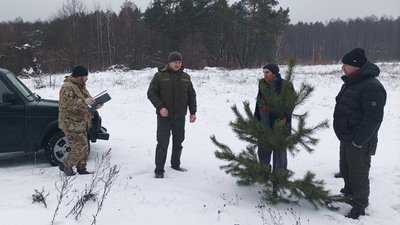 Ліс, новорічна ялинка, Різдво, Новий рік, свято, штраф, Житомирщина