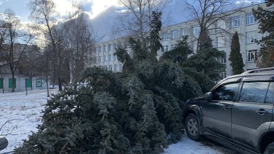 У Житомирі біля ліцею №25 зночі лежить ялинка – ймовірно, впала від вітру У Житомирі біля ліцею №25 зночі лежить ялинка – ймовірно, впала від вітру