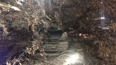 У Харкові жінку затисло в авто повалене дерево
