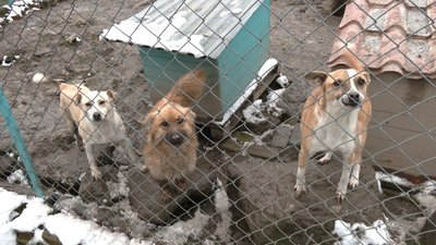 Виселення собачого притулку у Рівному: що відомо та які перспективи Виселення собачого притулку у Рівному: що відомо та які перспективи