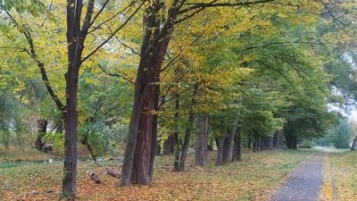 З дерев падає пожовкле листя, жовтень 2026 року, Хмельницький