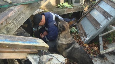 вівчарка Фріда та лабрадор Норіс вівчарка Фріда та лабрадор Норіс