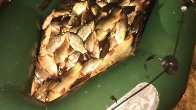 На Вінниччині двоє чоловіків наловили риби на понад мільйон гривень На Вінниччині двоє чоловіків наловили риби на понад мільйон гривень