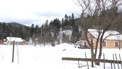 "Їдять городину та сіно". У селі на Львівщині зубри заходять на приватні обійстя "Їдять городину та сіно". У селі на Львівщині зубри заходять на приватні обійстя