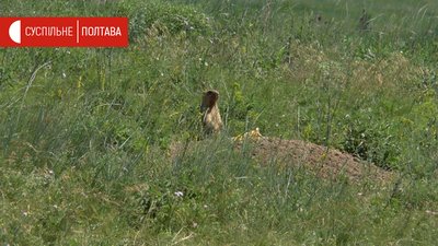 Бабак біля своєї нори