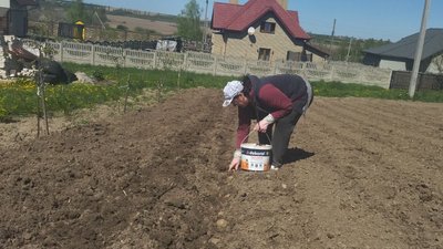 Як вишні цвітуть – треба садити: на Волині триває посівна ранніх культур Як вишні цвітуть – треба садити: на Волині триває посівна ранніх культур