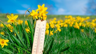 Квітнуть нарциси, потепління у травні 2024 року на Чернігівщині