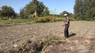 Очікують понад мільйон тонн урожаю: на Волині розпочався збір картоплі