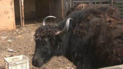 Усього в Хмельницькому ребцентрі утримується 150 диких тварин. Фото: Суспільне. Поділля. Усього в Хмельницькому ребцентрі утримується 150 диких тварин. Фото: Суспільне. Поділля.