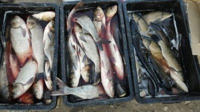 На Хмельниччині рибоохоронний патруль вилучив 85 кілограмів незаконної риби у торговців