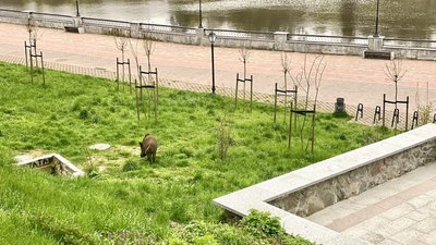 Дикий кабан у Шодуарівському парку